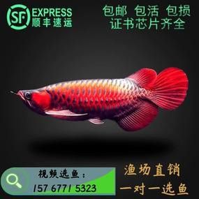 藍色龍魚圖片大全高清