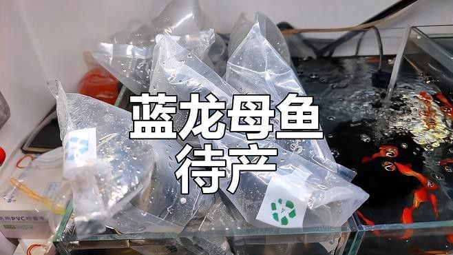 藍色龍魚圖片大全高清