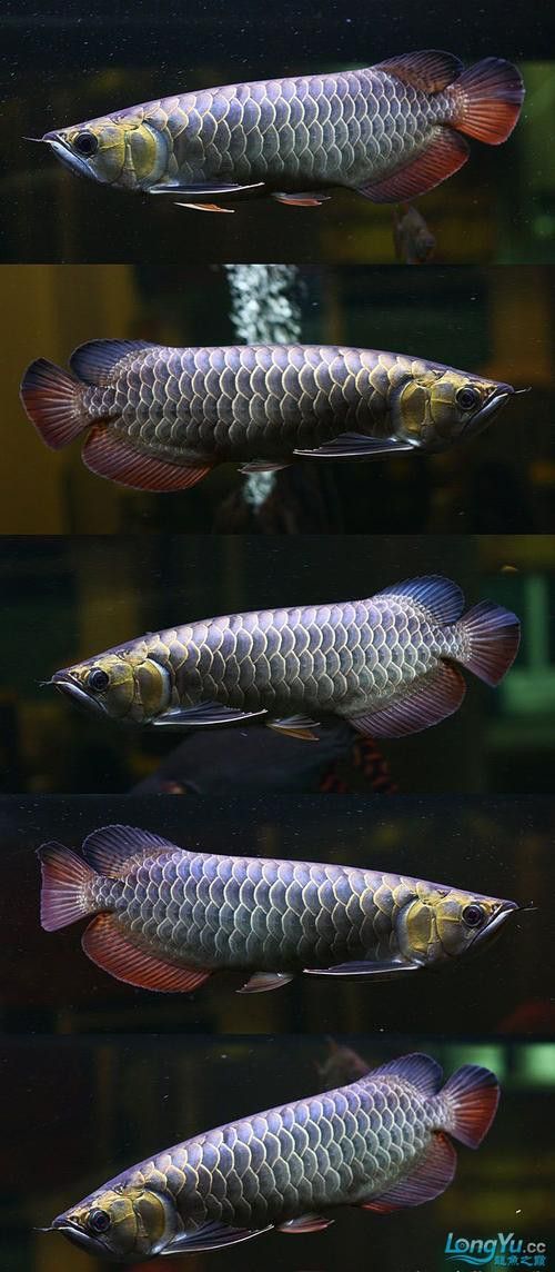 金龍魚粗框細框哪個好