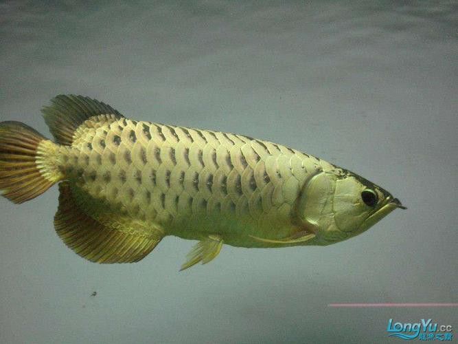 金龍魚粗框細框哪個好