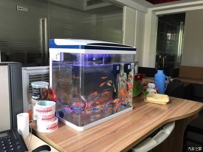龍魚缸的高度多少最好：龍魚缸的最佳高度對于龍魚的生長和健康至關重要