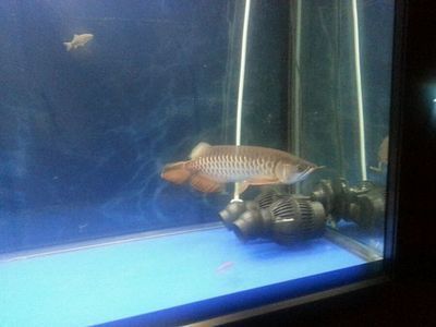 金龍魚為什么總是沉到缸底：金龍魚為什么會沉到缸底