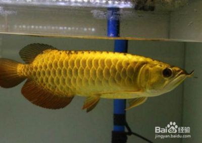 金龍魚為什么總是沉到缸底：金龍魚為什么會沉到缸底