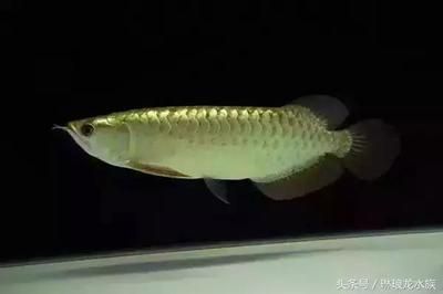 龍魚的鯊魚嘴是什么樣的：龍魚的鯊魚嘴是一種什么樣的嘴型特征