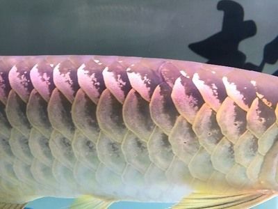 金龍魚魚眼有白物是什么東西引起的：金龍魚魚眼出現(xiàn)白物可能是由于以下幾個(gè)原因引起的