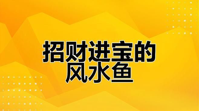 銀龍魚該怎么養