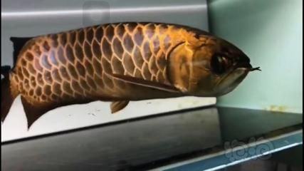 炮彈頭古典金龍魚的特點（炮彈頭古典金龍魚以其獨特的外觀特征和生活習性）