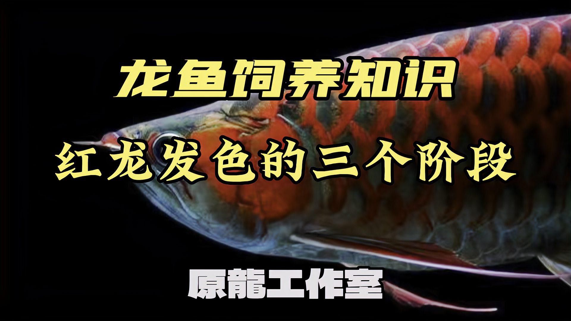 紅龍魚多長時間能發色啊圖片