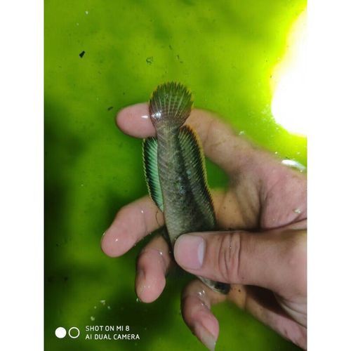 彩虹雷龍魚(yú)分公母圖片