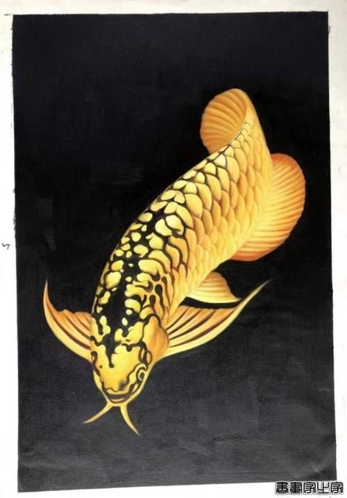 紅龍魚水溫多少度最好（紅龍魚水溫控制在28-29℃之間）