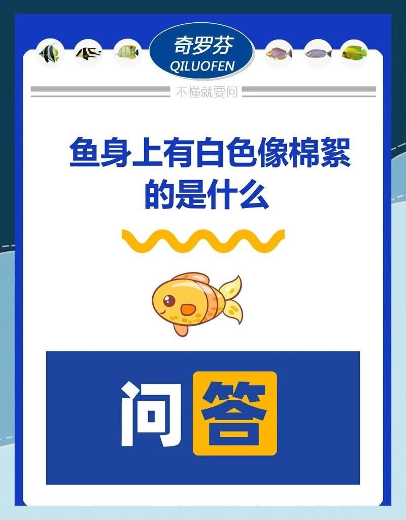 龍魚鰓蓋白色絮狀物多久會傳染其他魚