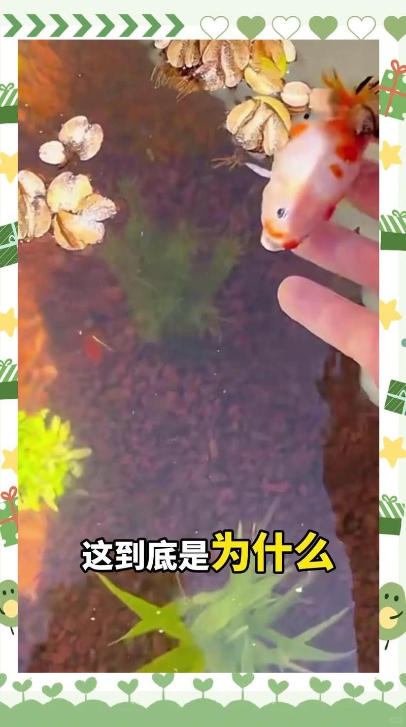 如何判斷小火龍魚是否需要換水？