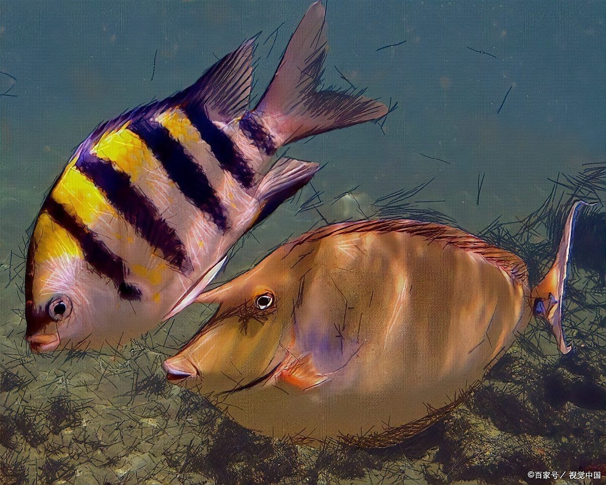 銀龍魚不吃東西會死嗎
