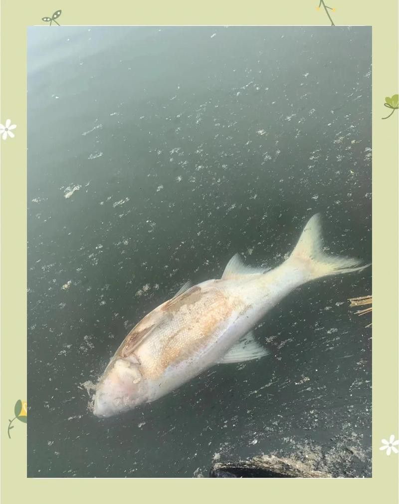 龍魚疾病治療周期一般多久？