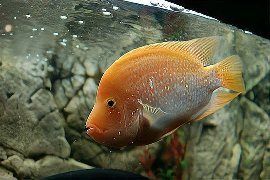 龍魚不開口多久會餓死？