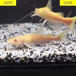 戰(zhàn)船能和龍魚混養(yǎng)嗎（戰(zhàn)船和龍魚是否可以混養(yǎng)？）