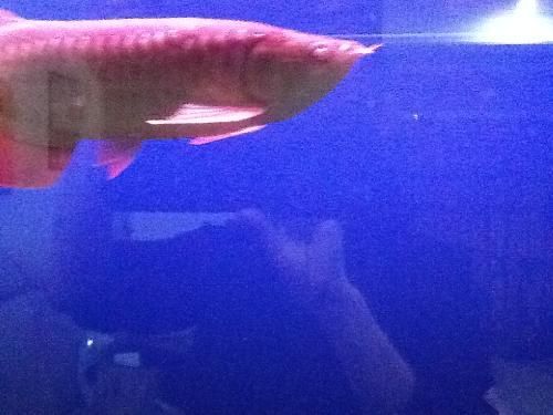 龍魚單眼蒙眼：針對龍魚單眼蒙眼的治療方法