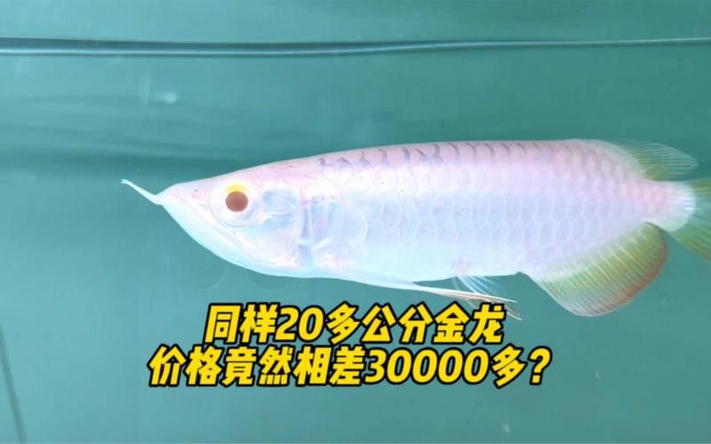 過背金龍魚20cm多少錢一條