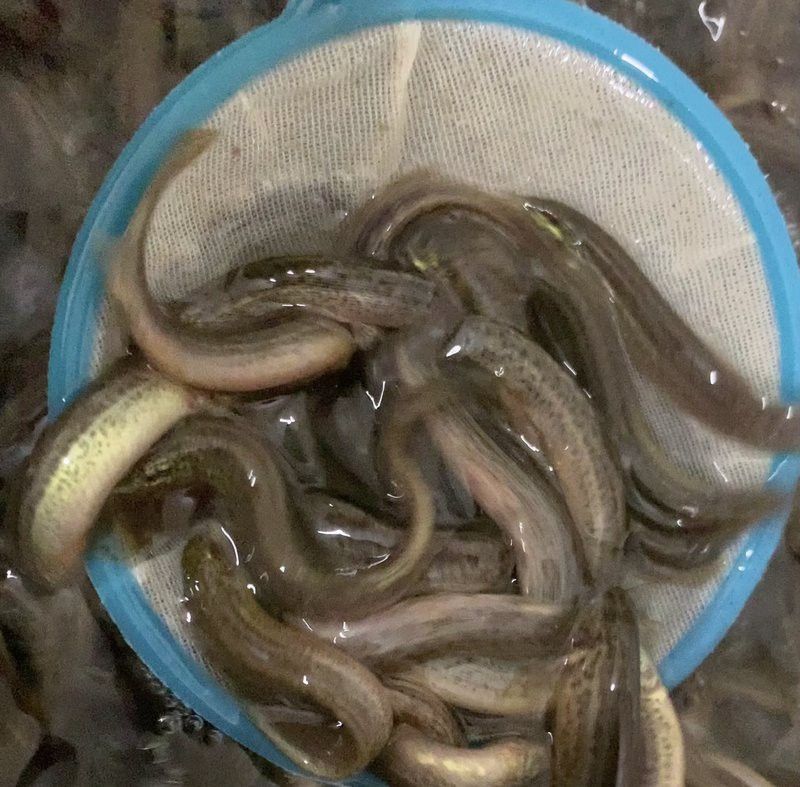 哪種活餌最容易刺激龍魚開口？