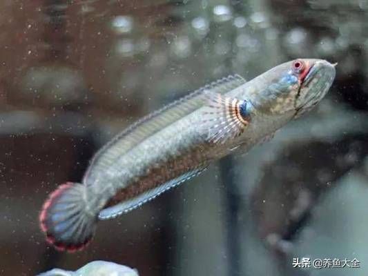 黃金雷龍魚怎么捏好看（如何制作一只栩栩如生的黃金雷龍魚模型）