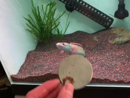 雷龍魚長白點