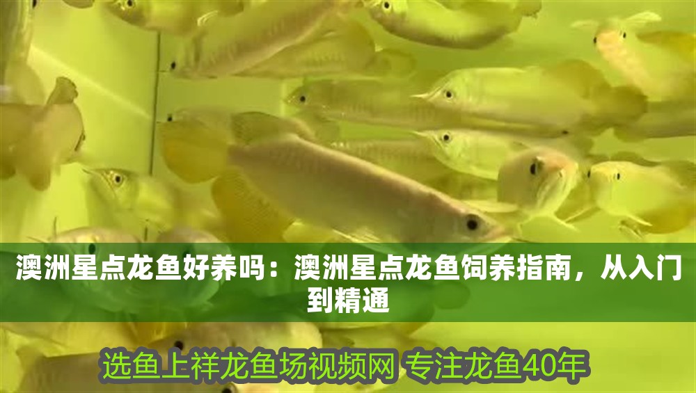 澳洲星點龍魚好養嗎:澳洲星點龍魚飼養指南,從入門到精通 龍魚百科 第1張 澳洲星點龍魚好養嗎:澳洲星點龍魚飼養指南,從入門到精通 澳洲星點龍魚好養嗎:澳洲星點龍魚飼養指南,從入門到精通 龍魚百科 第1張