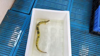 金龍魚放生可以存活嗎：金龍魚放生可以存活嗎？