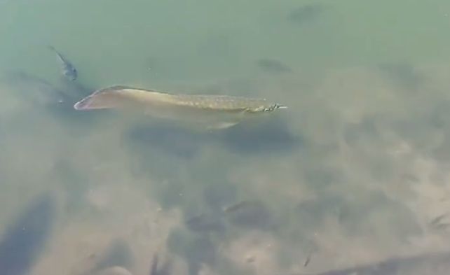 金龍魚放生可以存活嗎：金龍魚放生可以存活嗎？