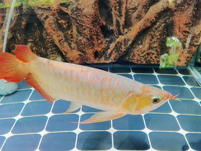 金龍魚觀賞魚品牌排行：消費-金龍魚觀賞魚品牌排行