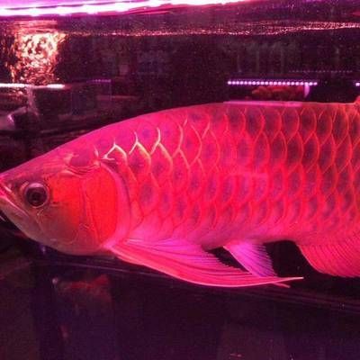 養金龍魚用什么燈光好：金龍魚燈光對龍魚的健康有影響嗎金龍魚燈光選擇指南