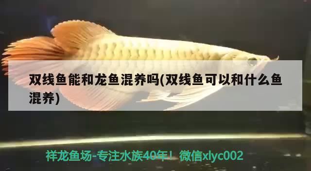 龍魚可以和雙線魚一起養(yǎng)嗎？：龍魚與雙線魚能否共同飼養(yǎng)，取決于多種因素， 龍魚可以和雙線魚一起養(yǎng)嗎？：龍魚與雙線魚能否共同飼養(yǎng)，取決于多種因素， 龍魚百科 第2張