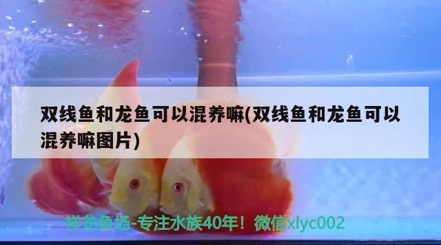 龍魚可以和雙線魚一起養(yǎng)嗎？：龍魚與雙線魚能否共同飼養(yǎng)，取決于多種因素， 龍魚可以和雙線魚一起養(yǎng)嗎？：龍魚與雙線魚能否共同飼養(yǎng)，取決于多種因素， 龍魚百科 第5張
