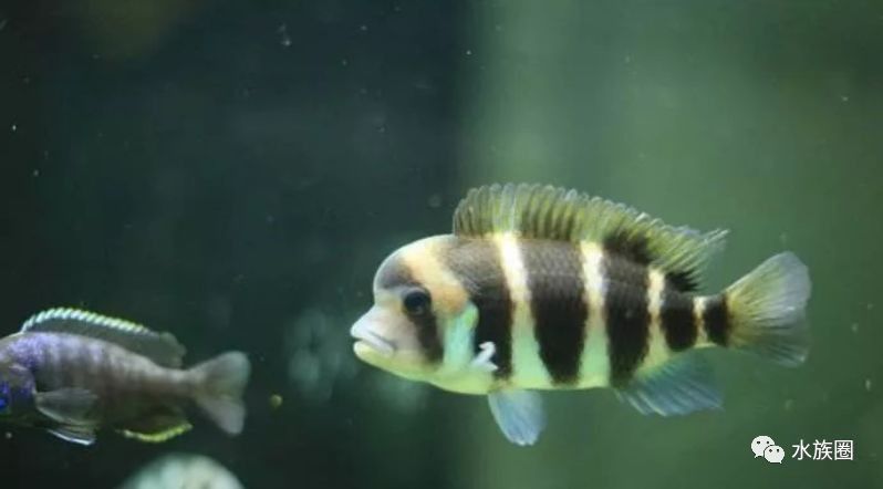 馬拉莫寶石魚可以混養(yǎng)嗎