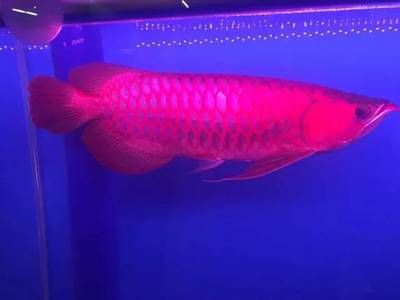 頂級龍魚批發廠家電話（頂級龍魚批發廠家及其聯系方式）