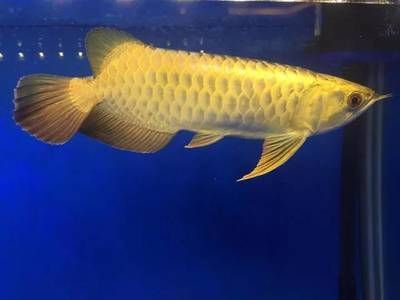 頂級龍魚批發廠家電話（頂級龍魚批發廠家及其聯系方式）