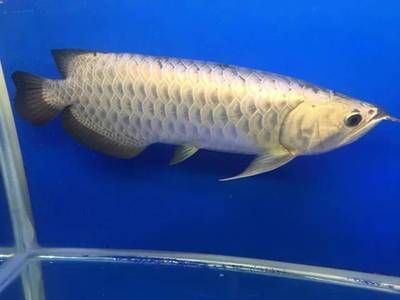 頂級龍魚批發廠家電話（頂級龍魚批發廠家及其聯系方式）