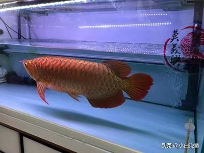 紅龍魚尺寸（養紅龍需要多大尺寸魚缸？）