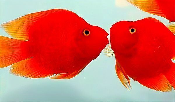 紅色魚(yú)類(lèi)的文化意義