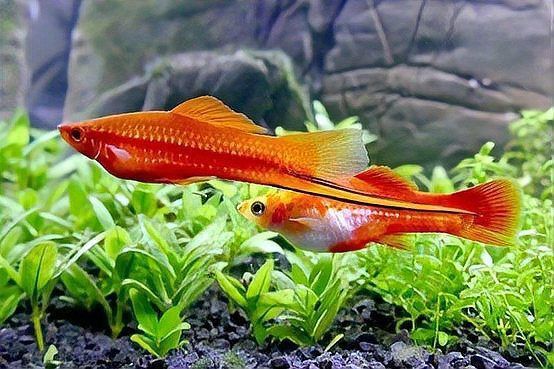紅色魚(yú)類(lèi)的文化意義