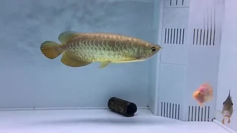 金龍魚養(yǎng)殖溫度要求標(biāo)準(zhǔn)：關(guān)于金龍魚養(yǎng)殖的溫度要求