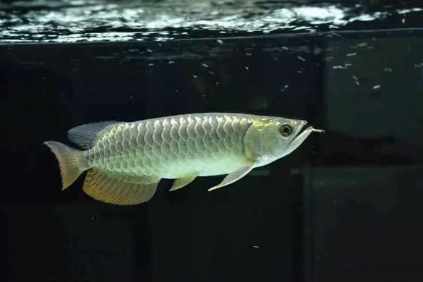 金龍魚最好的是哪一個品種，如何選擇金龍魚品種？