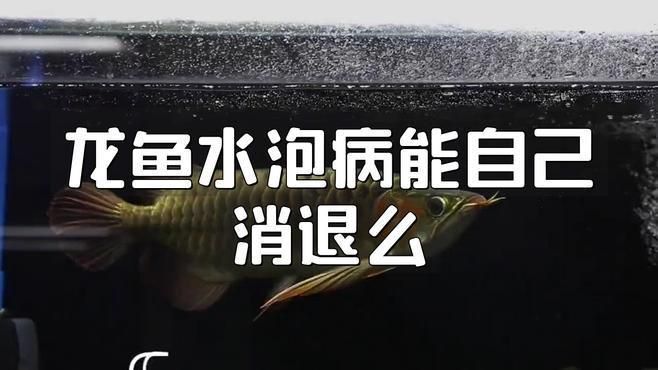 龍魚水泡病復發怎么辦？