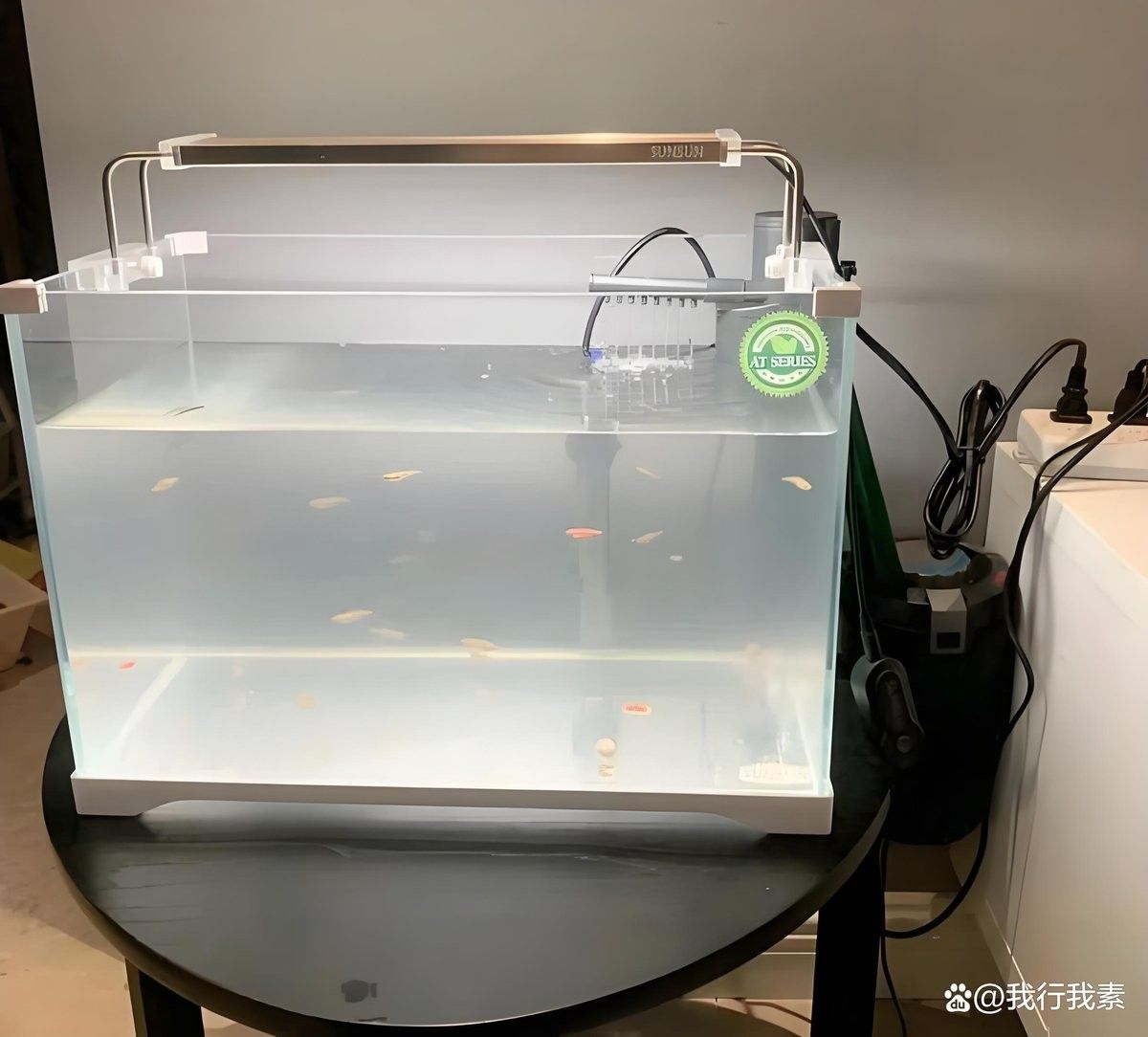 龍魚趴缸多久能恢復正常水質了 龍魚趴缸多久能恢復正常水質了 龍魚百科 第2張