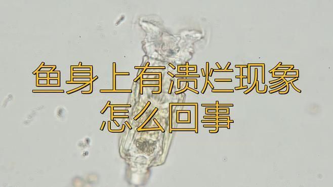 龍魚鱗片潰爛會傳染嗎？