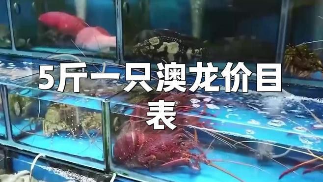 澳龍的價(jià)格是多少？