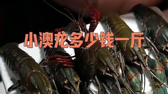 澳龍的價(jià)格是多少？