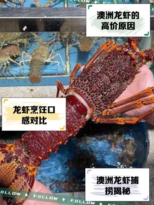 澳龍的價(jià)格是多少？