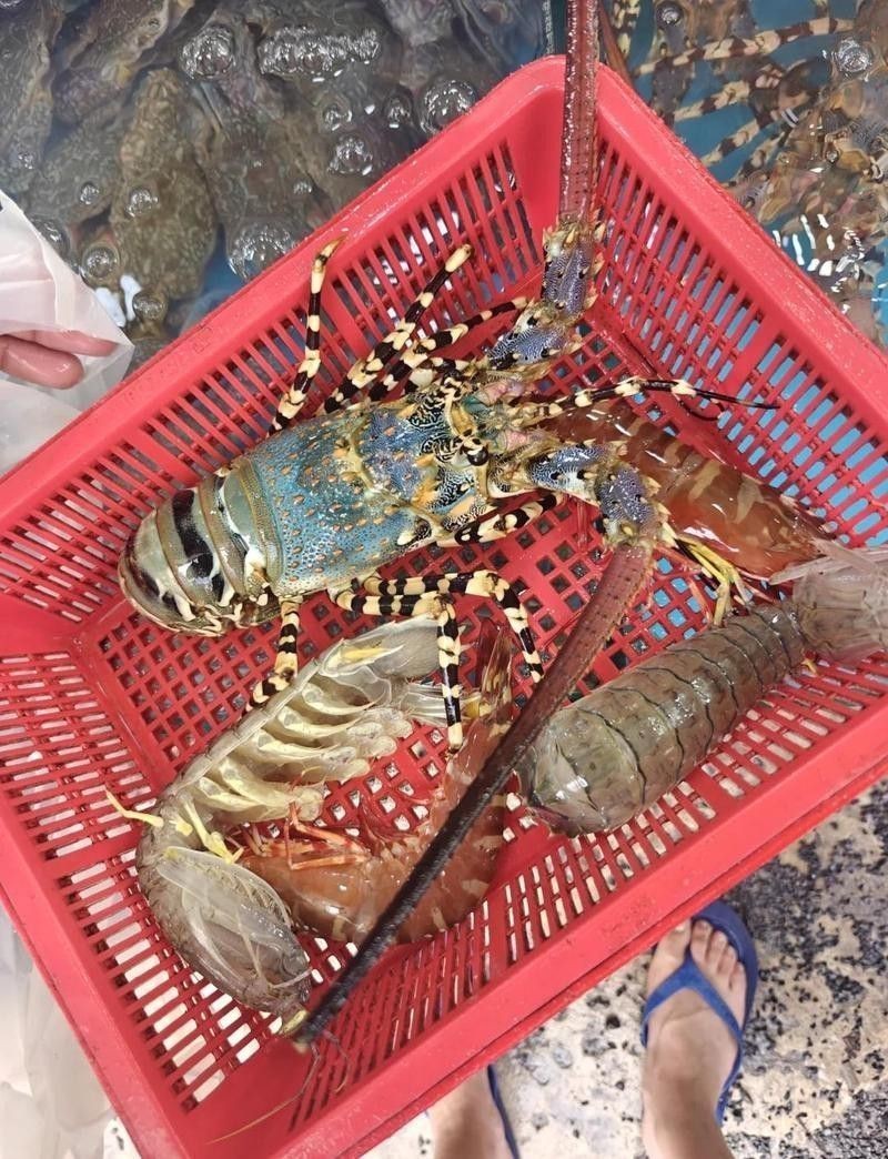 澳龍的價(jià)格是多少？