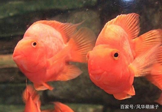 龍魚攻擊性強(qiáng)嗎：如何減少龍魚的攻擊性行為？