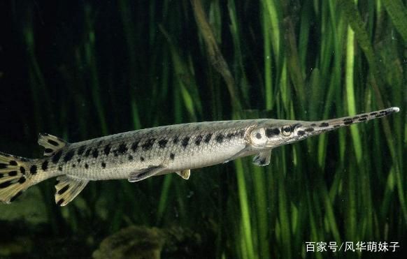 龍魚攻擊性強嗎：如何減少龍魚的攻擊性行為？